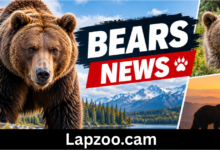 bears news