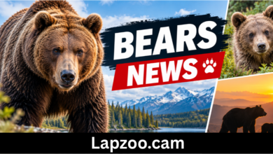 bears news