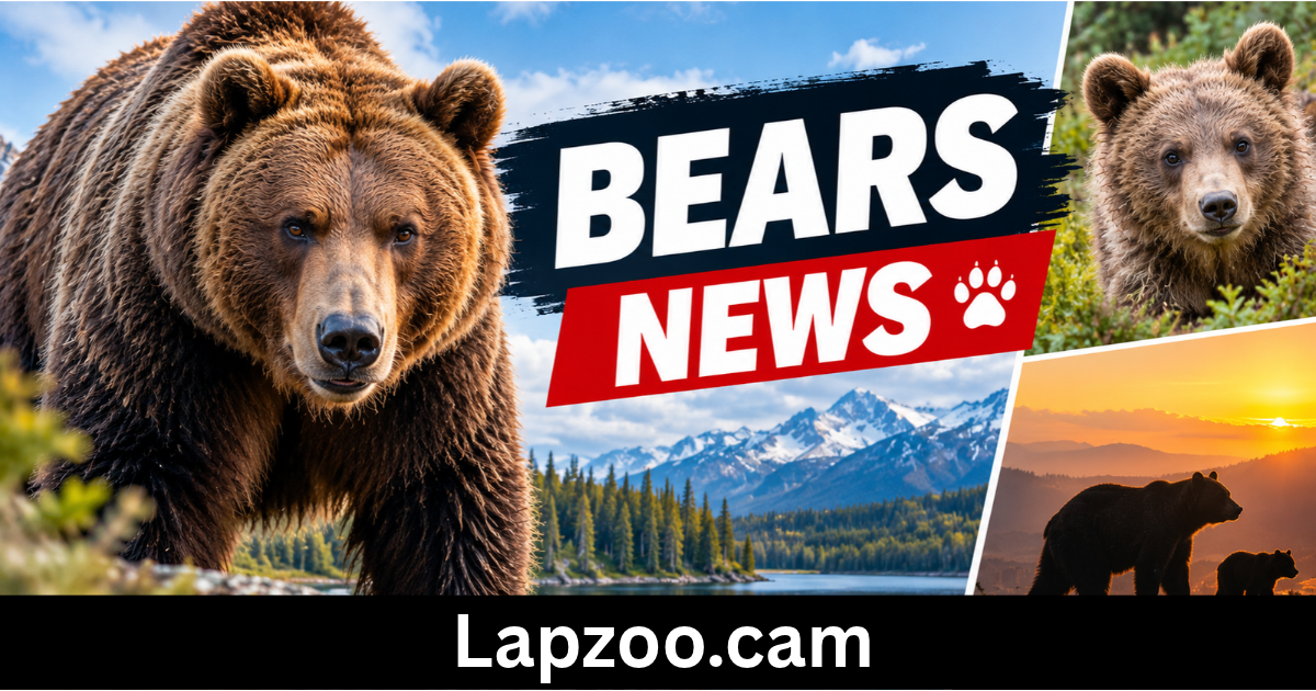 bears news